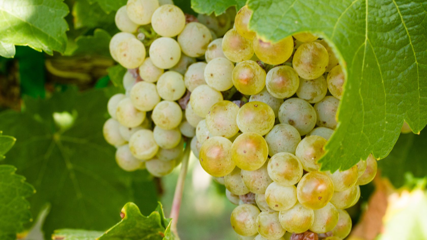 Migliori vini bianchi siciliani. Vite a bacca verde, vite a bacca bianca, uva bianca, uva verde